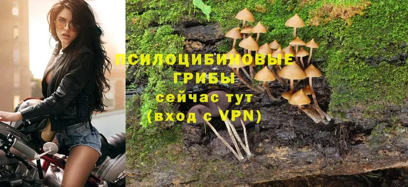 Псилоцибиновые грибы Psilocybine cubensis  даркнет наркотические препараты  Серов 